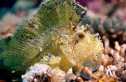 Sipadan_2015_Poisson scorpion feuille_Taenianotus triacanthus_IMG_2506_rc